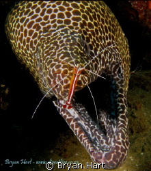 Bikini Reef Sodwana Bay - a ledge that has an array of cl... by Bryan Hart 